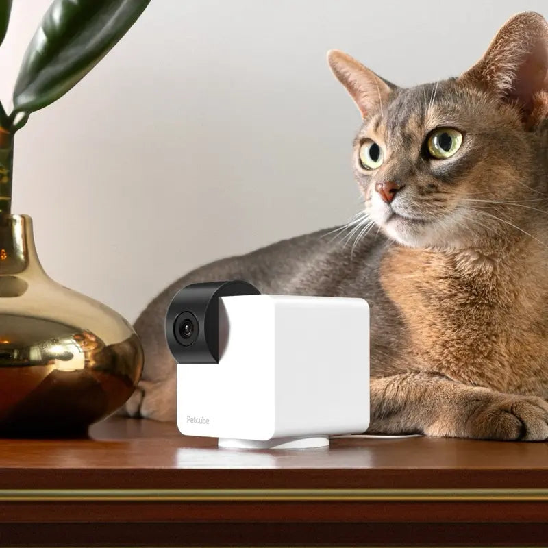 Petcube Cam 360 | Interactive Wifi Pet & Home Security Camera with 1080P HD, 360° View, Night Vision & 2-Way Audio